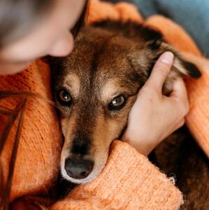 La guía definitiva para denunciar el maltrato animal en México; ¡es ilegal! (Freepik)