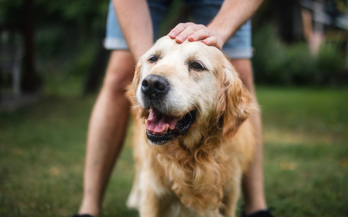 Abandonar a tu mascota después del divorcio podría costarte caro, pero ¿también la libertad? (Getty Images)