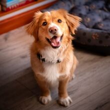 Lo que descubrieron los científicos sobre los ojitos irresistibles de los perros (Getty Images)