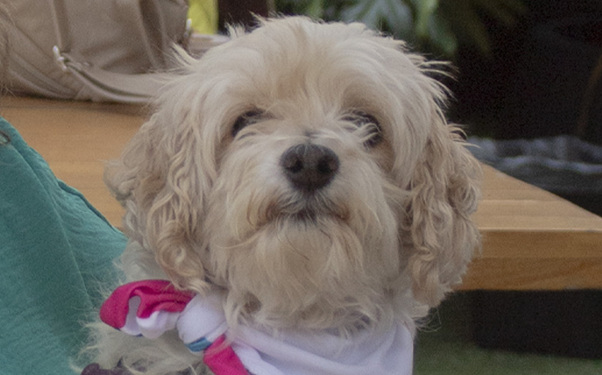 Louie en el evento de lanzamiento de Jack & Molly (Leslie Flores)