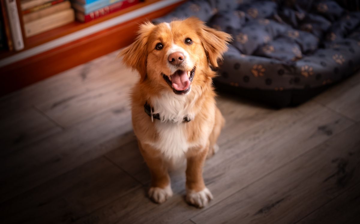 Así es como debes dar de comer a tu perro para fortalecer su vínculo contigo, según César Millán (Getty Images)