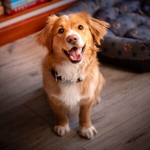 Así es como debes dar de comer a tu perro para fortalecer su vínculo contigo, según César Millán (Getty Images)