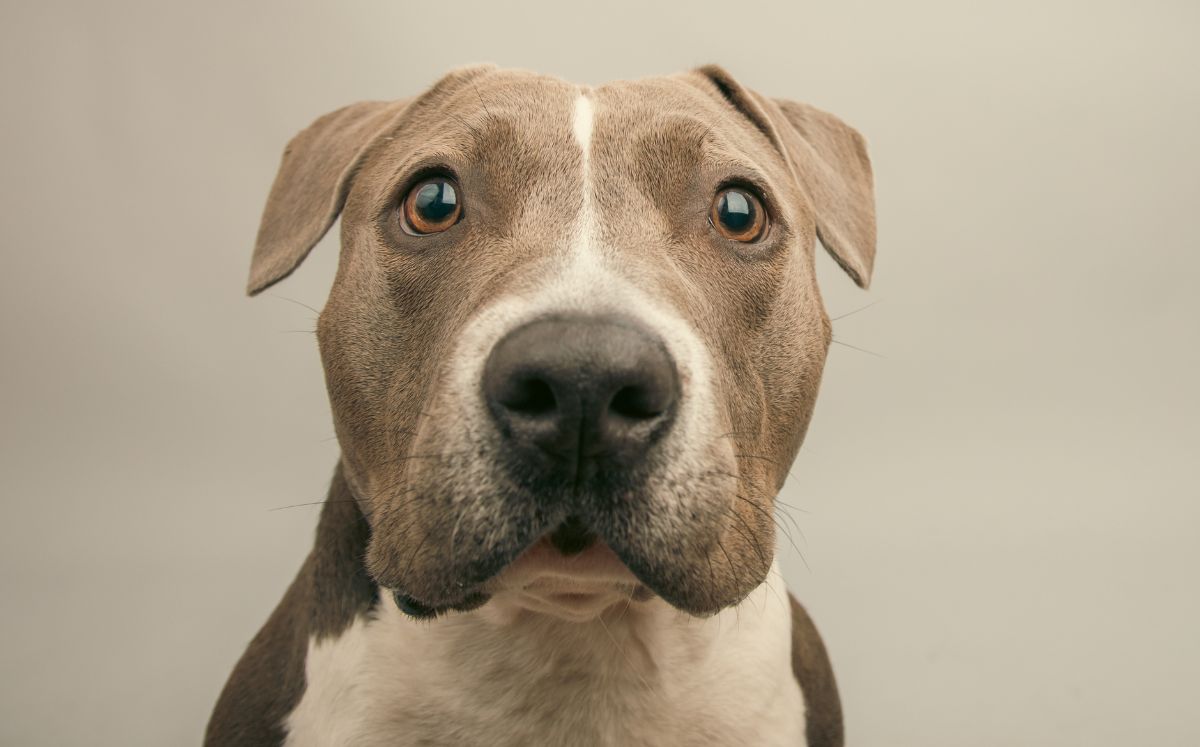 Los perros también pueden tener ansiedad y así es como se manifiesta en ellos (Getty Images)