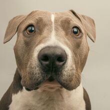 Los perros también pueden tener ansiedad y así es como se manifiesta en ellos (Getty Images)