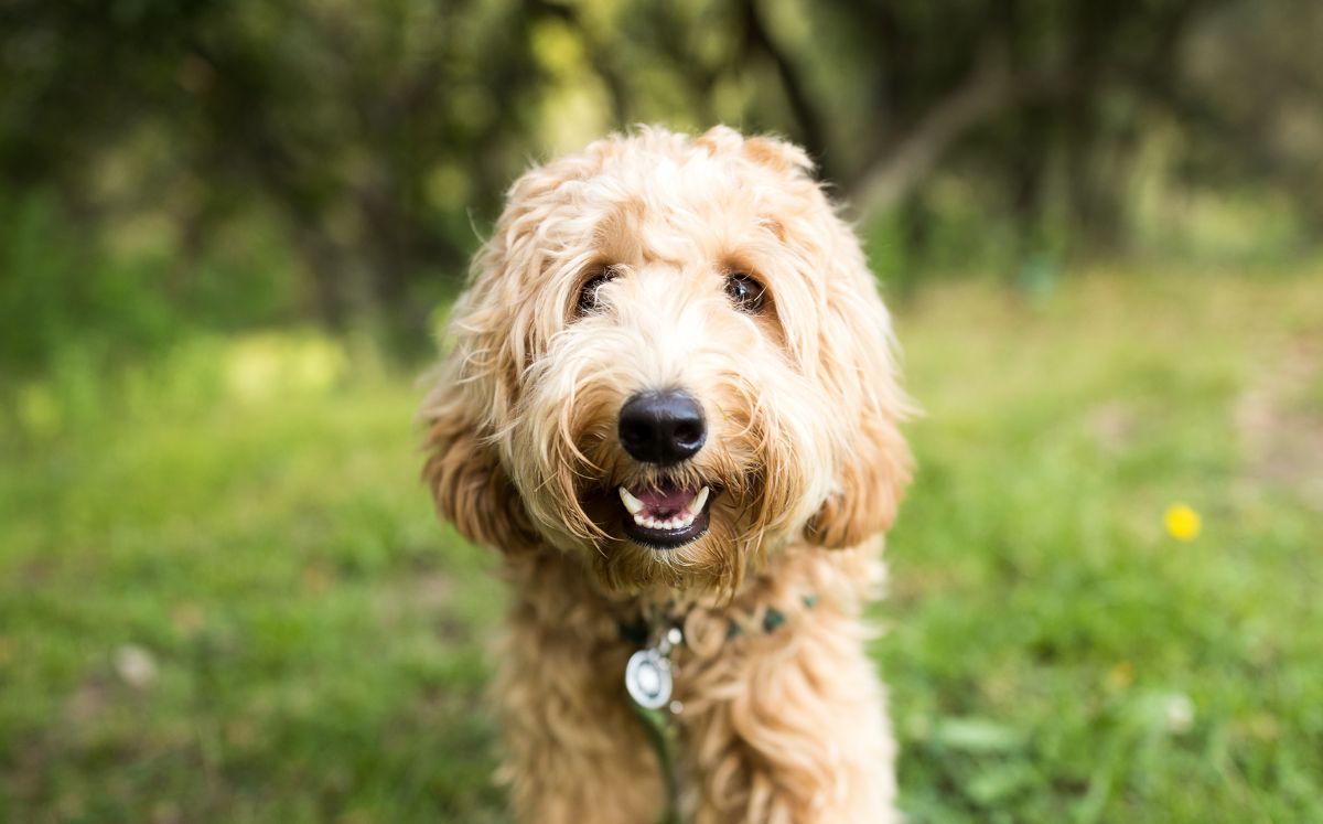 Mantén en buen estado a tu perro y gato con estas recomendaciones sobre sus dientes (Getty Images)