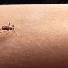 ¿Siempre te pican los mosquitos? Tu tipo de sangre podría ser la razón, según expertos (Foto: Freepik)