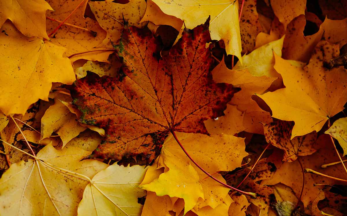 El equinoccio marca el inicio de días más frescos y cortos, con temperaturas que empiezan a descender progresivamente. (Foto: Pexels)
