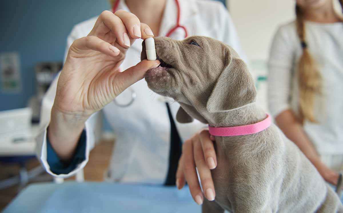 La biotecnología avanza hacia un objetivo que emociona a millones de dueños de mascotas. (Foto:Freepik)