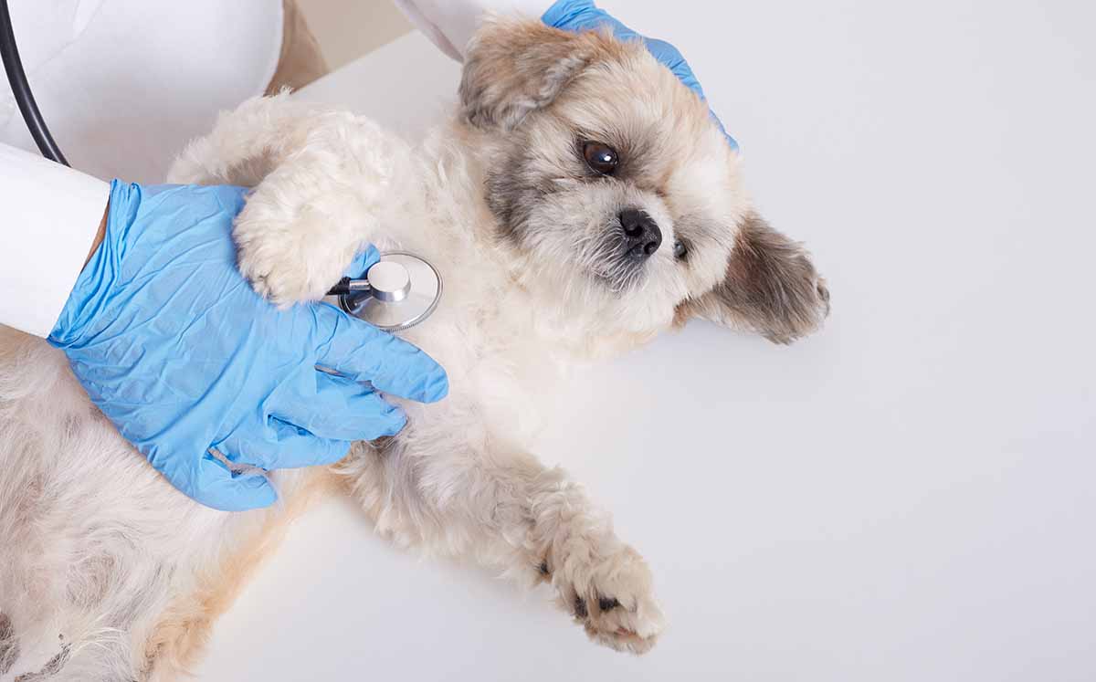 En 2026 podríamos estar ante un cambio histórico en la manera de cuidar a nuestras mascotas. (Foto: Freepik)