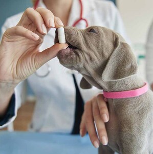 La biotecnología avanza hacia un objetivo que emociona a millones de dueños de mascotas. (Foto:Freepik)