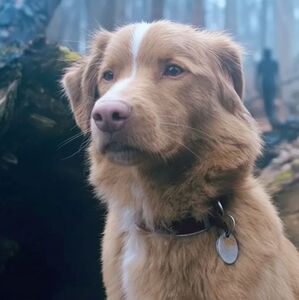 Te contamos qué le pasa a Indy en Good Boy y si es apta para amantes de los perros (X)
