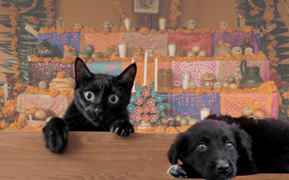 Esta es la triste razón por la que la policía pide proteger a perros y gatos negros durante temporada de Día de Muertos (Foto: Freepik/Canva)