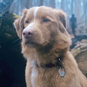 Te contamos qué le pasa a Indy en Good Boy y si es apta para amantes de los perros (X)