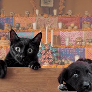 Esta es la triste razón por la que la policía pide proteger a perros y gatos negros durante temporada de Día de Muertos (Foto: Freepik/Canva)