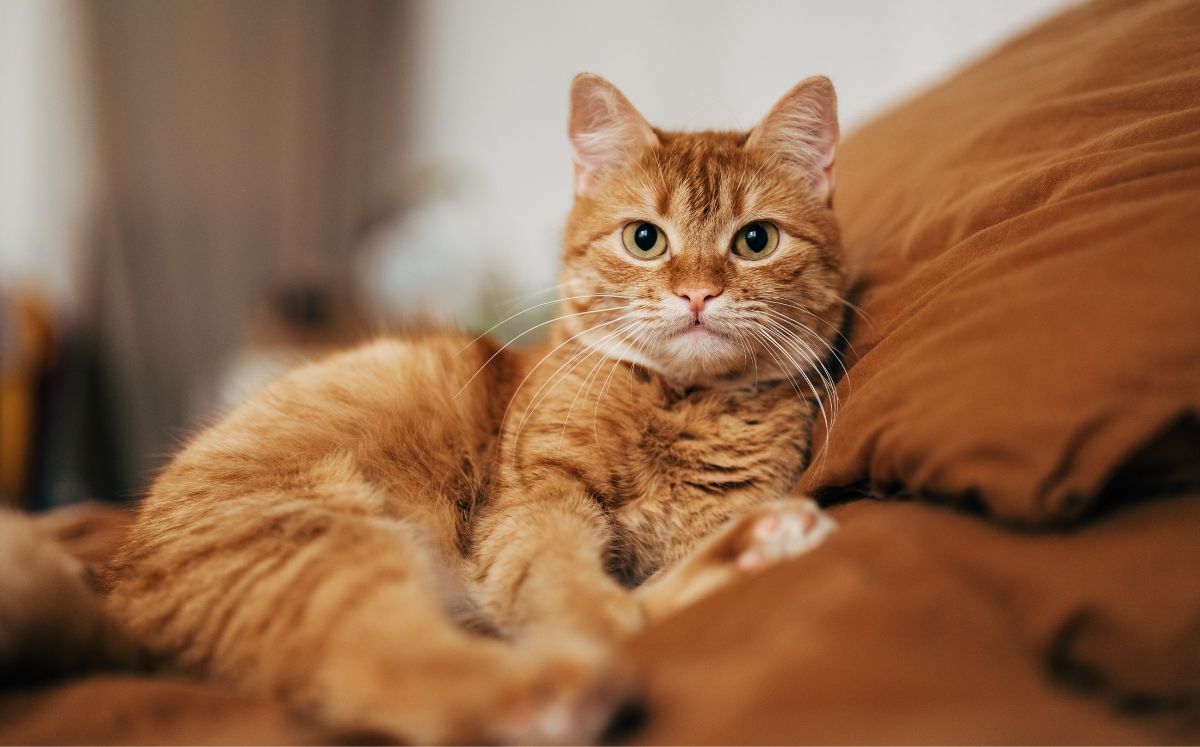 La Dra. Lizzeth Espinosa, del Hospital Veterinario UNAM-Banfield, explica cómo detectar y tratar el cáncer en gatos (Getty Images)