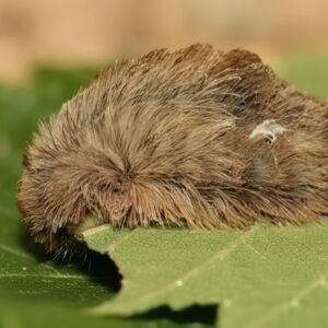 Autoridades confirman presencia de la peligrosa “oruga peluche” en Jalisco; conoce los síntomas por contacto y qué hacer para evitar riesgos (Gemini)