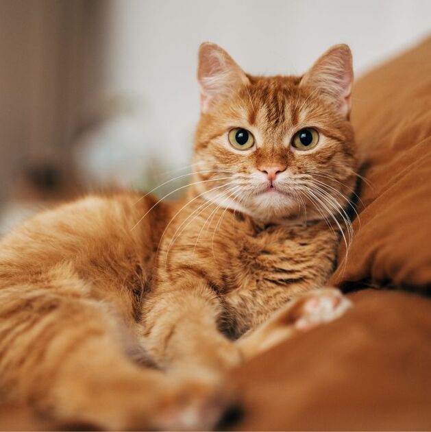 La Dra. Lizzeth Espinosa, del Hospital Veterinario UNAM-Banfield, explica cómo detectar y tratar el cáncer en gatos (Getty Images)
