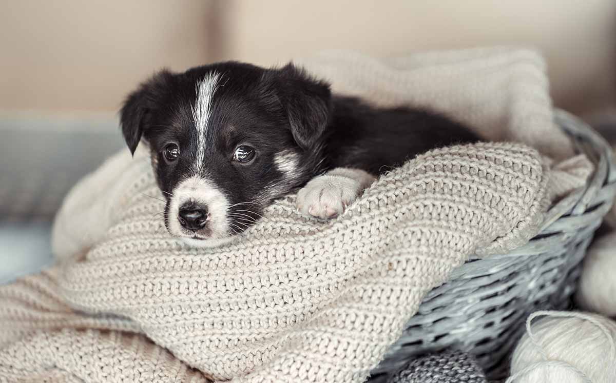 Es importante que los cachorros permanezcan cerca de su madre para regular la temperatura. (Foto: Freepik)