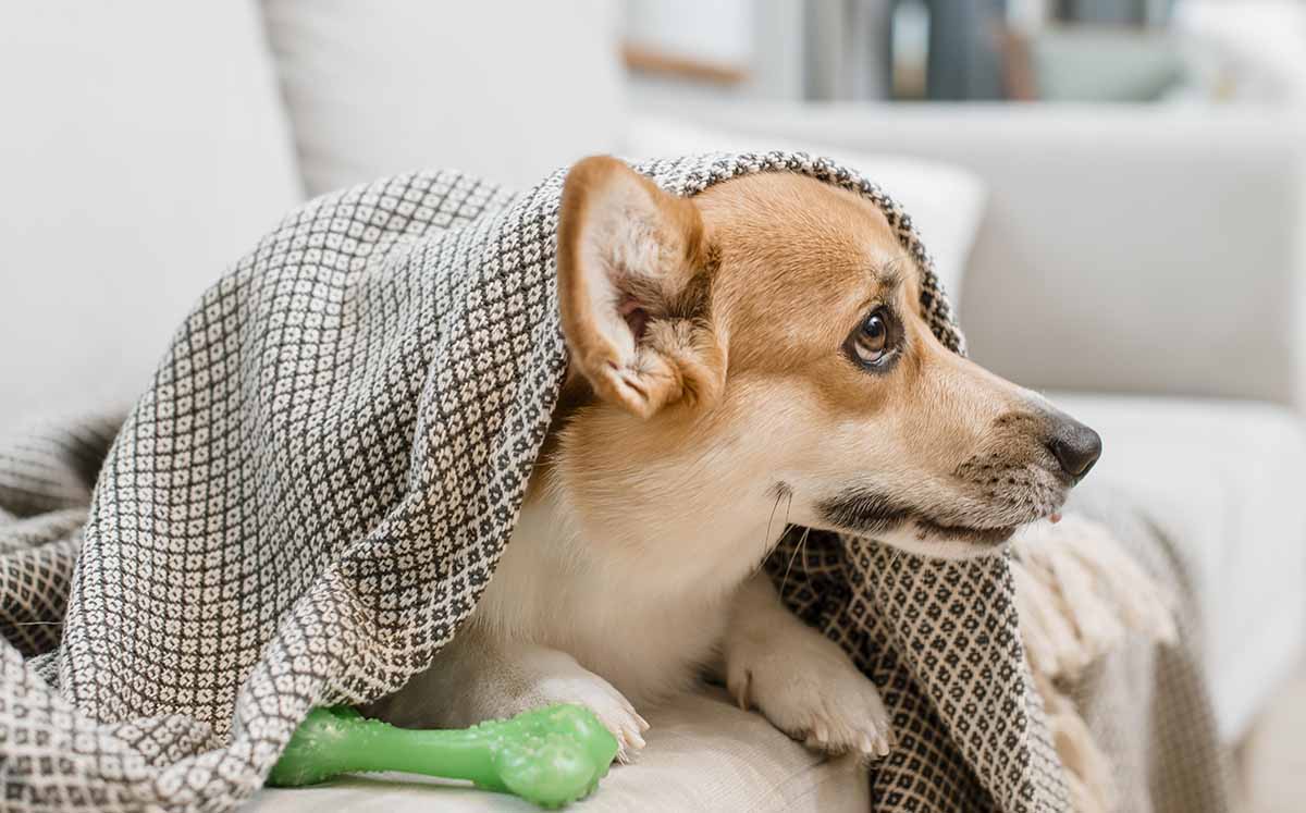 Mantener a tu perro en movimiento dentro del hogar también contribuye a conservar su calor corporal. (Foto: Freepik)