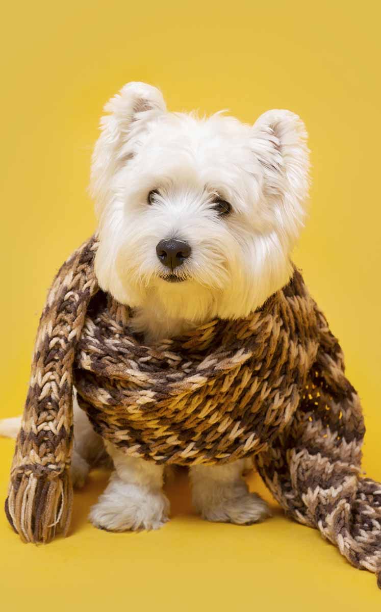 Las mascotas también resienten los cambios de temperatura, especialmente los perros. (Fotos: Freepik)