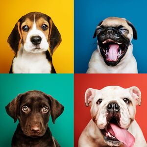 ¿No te gustan los perros? Este sería su significado según la psicología (Foto: Freepik)