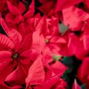 ¿La flor de Nochebuena es tóxica para los niños? Estos son los riesgos (Foto: Freepik)
