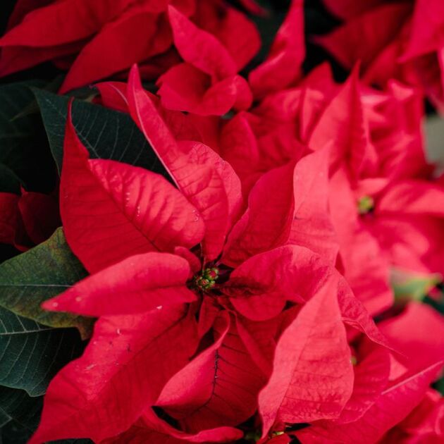 ¿La flor de Nochebuena es tóxica para los niños? Estos son los riesgos (Foto: Freepik)