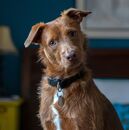 Autismo en perros: síntomas, cómo detectarlo y causas (Getty Images)