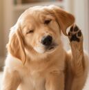 El MVZ Alejandro Sánchez Pacheco explica cómo identificar, tratar y prevenir la dermatitis atópica en perros (IA)