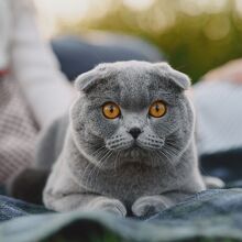 Este país prohibirá la compra y cría de gatos esfinge y fold escocés desde 2026 (Freepik)