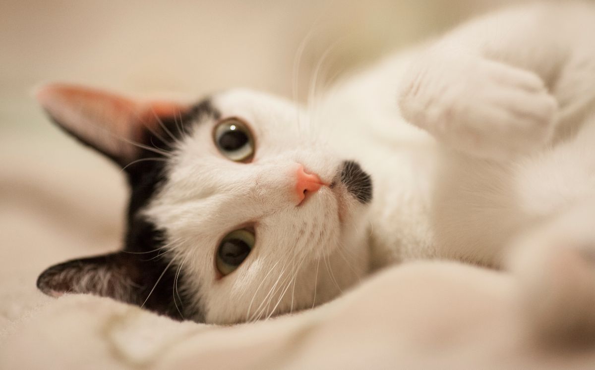 La panleucopenia felina es una enfermedad viral mortal en gatos no vacunados (Freepik)