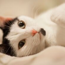 La panleucopenia felina es una enfermedad viral mortal en gatos no vacunados (Freepik)