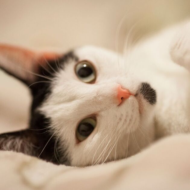 La panleucopenia felina es una enfermedad viral mortal en gatos no vacunados (Freepik)