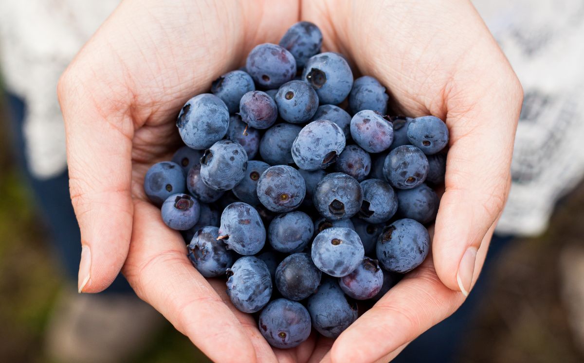 La FDA retiró 24 toneladas de arándanos congelados por posible contaminación (Freepik)