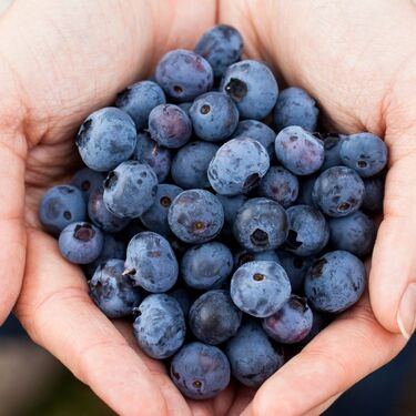 La FDA retiró 24 toneladas de arándanos congelados por posible contaminación (Freepik)