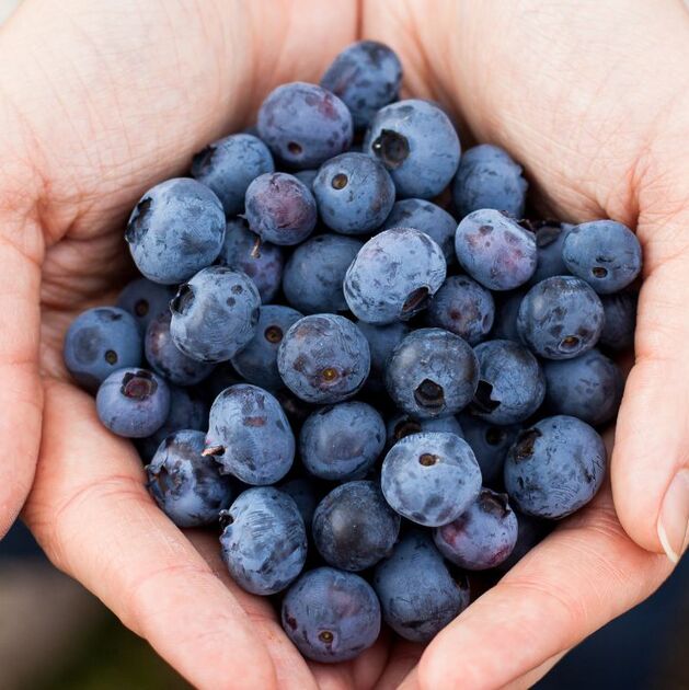 La FDA retiró 24 toneladas de arándanos congelados por posible contaminación (Freepik)