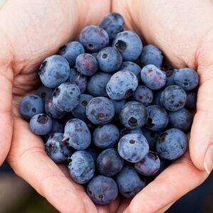 La FDA retiró 24 toneladas de arándanos congelados por posible contaminación (Freepik)