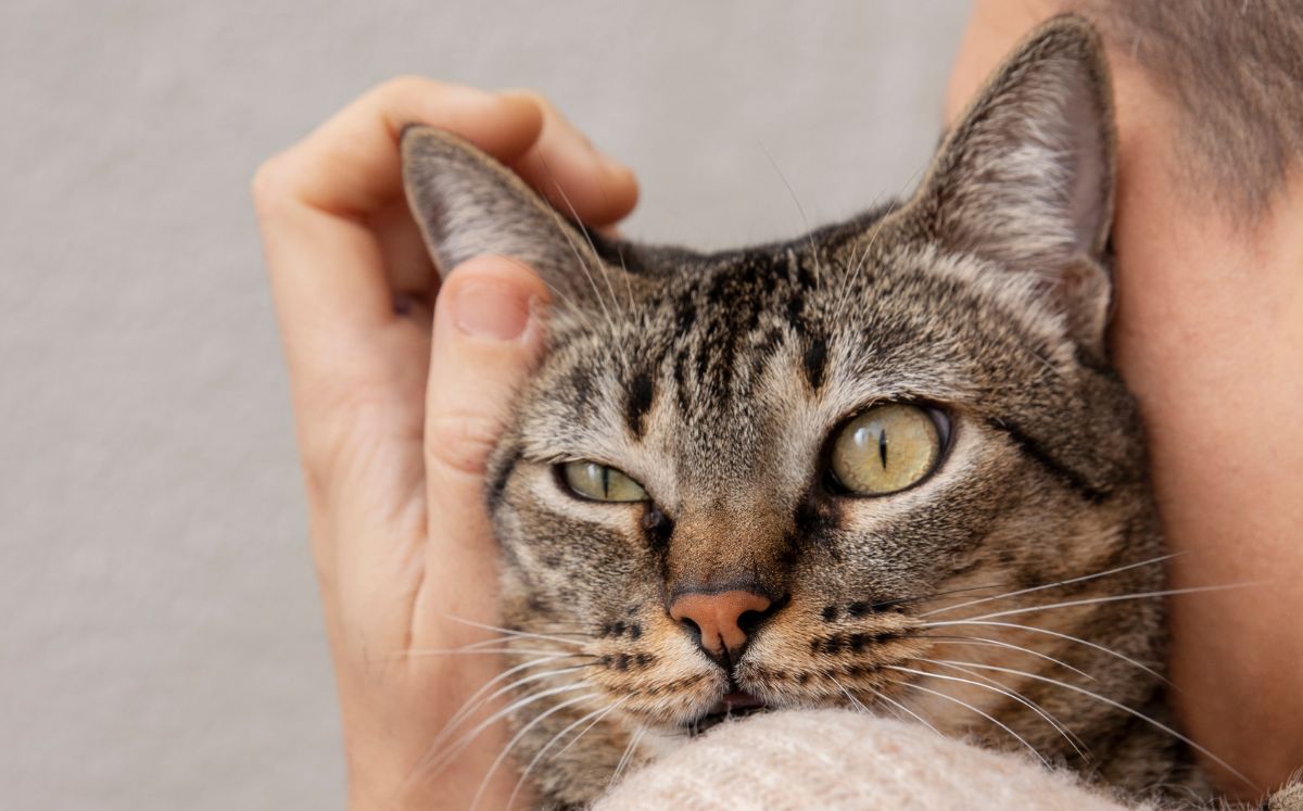 Detectan un hongo transmitido por gatos que puede infectar a humanos (Freepik)