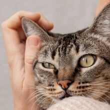 Detectan un hongo transmitido por gatos que puede infectar a humanos (Freepik)