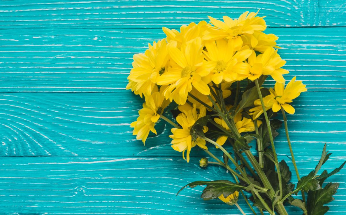 Regalar flores amarillas en marzo: ¿Cuándo y por qué hacerlo? (Foto: Freepik)