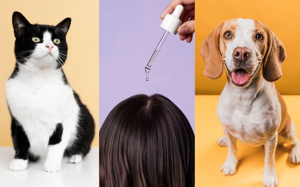 Este medicamento, común contra la caída del cabello, puede ser tóxico para perros y gatos (Freepik)