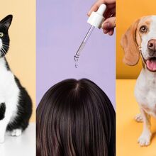 Este medicamento, común contra la caída del cabello, puede ser tóxico para perros y gatos (Freepik)
