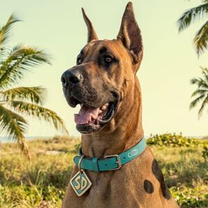 Netflix confirma el elenco de “Scooby-Doo” en live-action con un giro oscuro y juvenil que ya está dando de qué hablar (IA)