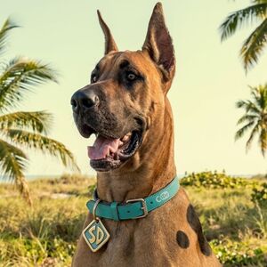 Netflix confirma el elenco de “Scooby-Doo” en live-action con un giro oscuro y juvenil que ya está dando de qué hablar (IA)