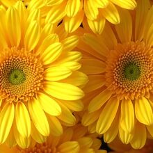 Descubre qué hacer para que las flores amarillas duren más en casa con estos tips (Freepik)