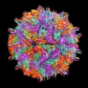 El CMNV, un virus marino, da el salto a humanos y provoca graves infecciones oculares (Getty Images)