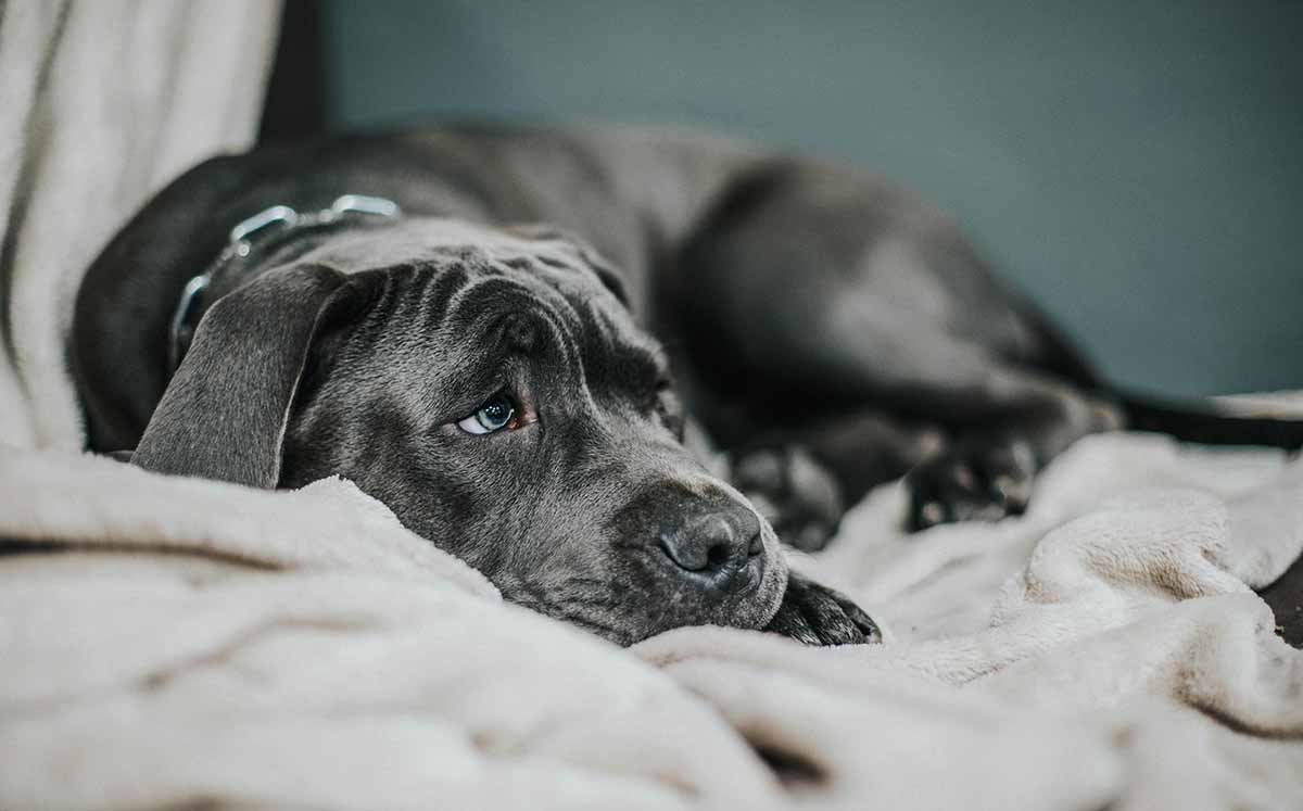 Ciertos comportamientos cotidianos pueden generar tristeza, estrés o ansiedad en los perros. (Fotos: Pexels)