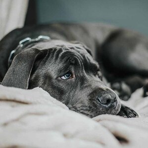Ciertos comportamientos cotidianos pueden generar tristeza, estrés o ansiedad en los perros. (Fotos: Pexels)
