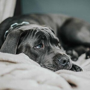 Ciertos comportamientos cotidianos pueden generar tristeza, estrés o ansiedad en los perros. (Fotos: Pexels)