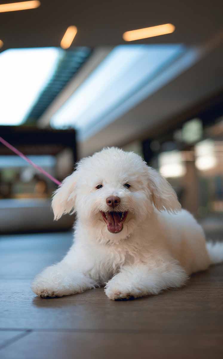Los especialistas recomiendan prestar verdadera atención a los perros durante actividades como el paseo. (Fotos: Pexels)